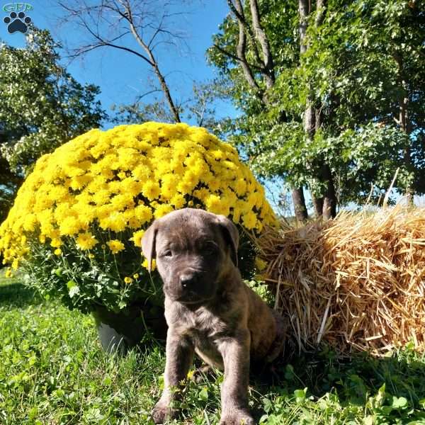 Snickers, English Mastiff Puppy
