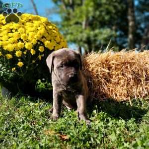 Snickers, English Mastiff Puppy