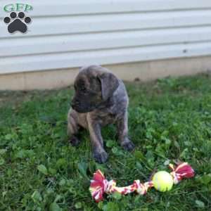 Snickers, English Mastiff Puppy