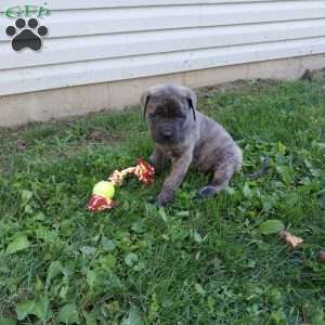 Snickers, English Mastiff Puppy