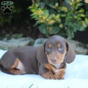 Chase, Dachshund Puppy