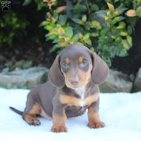 Chase, Dachshund Puppy