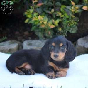 Diane, Dachshund Puppy