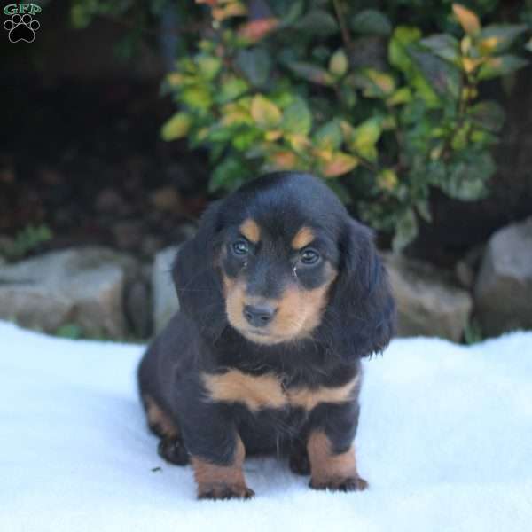 Diane, Dachshund Puppy