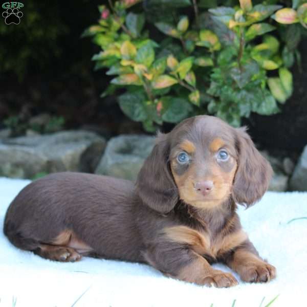 Charlie, Dachshund Puppy