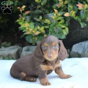 Charlie, Dachshund Puppy
