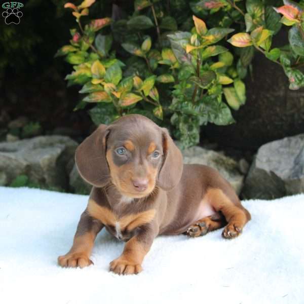 Duke, Dachshund Puppy
