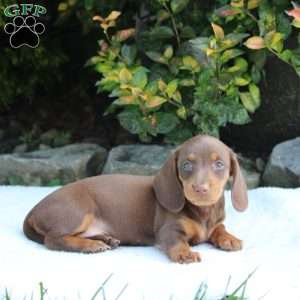 Duke, Dachshund Puppy