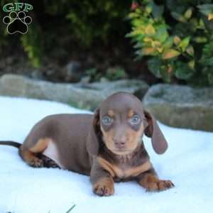 Champ, Dachshund Puppy