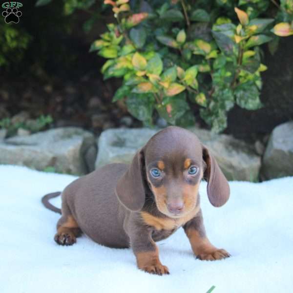 Champ, Dachshund Puppy