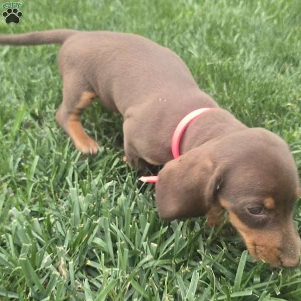 Debby, Dachshund Puppy