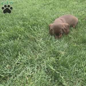 Debby, Dachshund Puppy