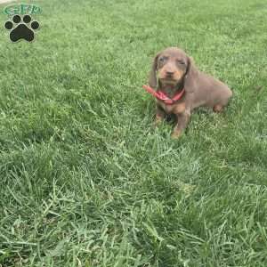 Debby, Dachshund Puppy