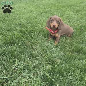 Debby, Dachshund Puppy