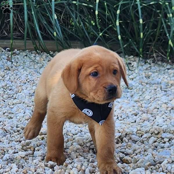 Jasper, Fox Red Labrador Retriever Puppy