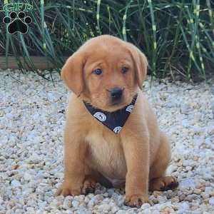 Jasper, Fox Red Labrador Retriever Puppy