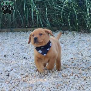 Jasper, Fox Red Labrador Retriever Puppy