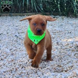 Jagger, Fox Red Labrador Retriever Puppy