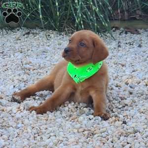 Jagger, Fox Red Labrador Retriever Puppy