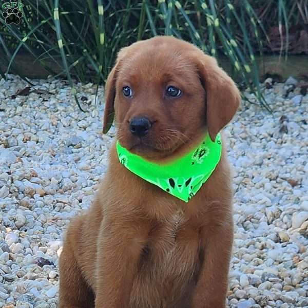 Jagger, Fox Red Labrador Retriever Puppy