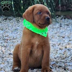Jagger, Fox Red Labrador Retriever Puppy