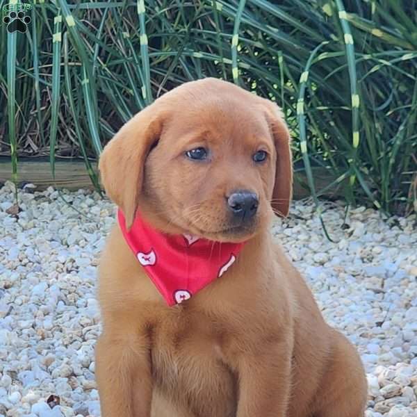 Jaxon, Fox Red Labrador Retriever Puppy