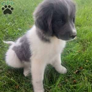 Peaches, Newfoundland Puppy