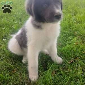 Peaches, Newfoundland Puppy