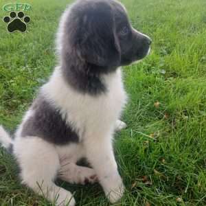 Peaches, Newfoundland Puppy