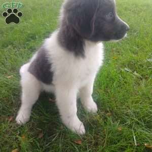 Peaches, Newfoundland Puppy