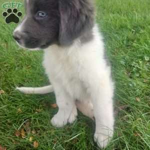 Peaches, Newfoundland Puppy