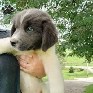 Peaches, Newfoundland Puppy