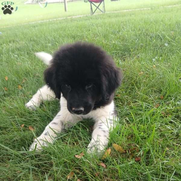 Lovey, Newfoundland Puppy
