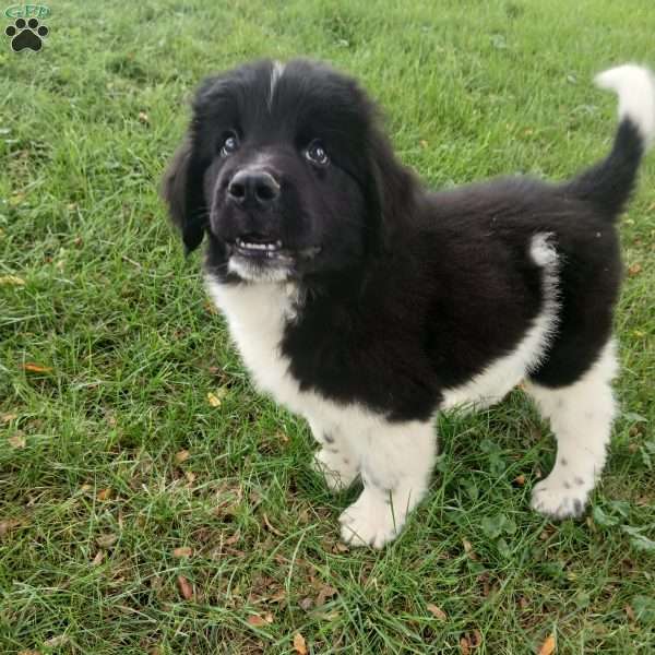 Lane, Newfoundland Puppy