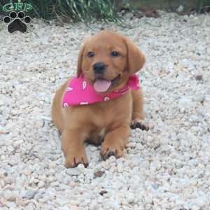 Julia, Fox Red Labrador Retriever Puppy