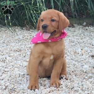 Julia, Fox Red Labrador Retriever Puppy