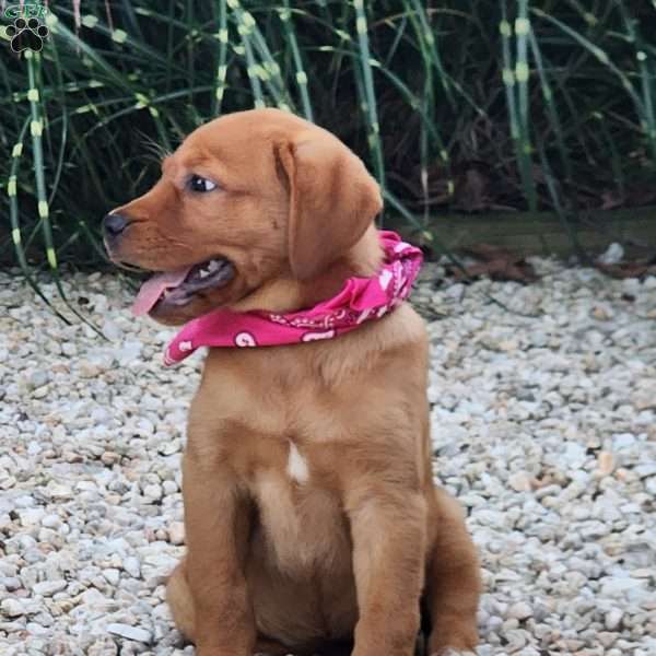 Julia, Fox Red Labrador Retriever Puppy