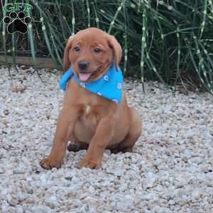 Jasmine, Fox Red Labrador Retriever Puppy