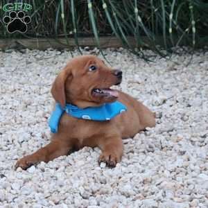 Jasmine, Fox Red Labrador Retriever Puppy
