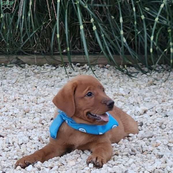 Jasmine, Fox Red Labrador Retriever Puppy