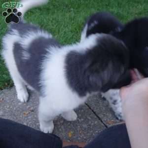 Peaches, Newfoundland Puppy