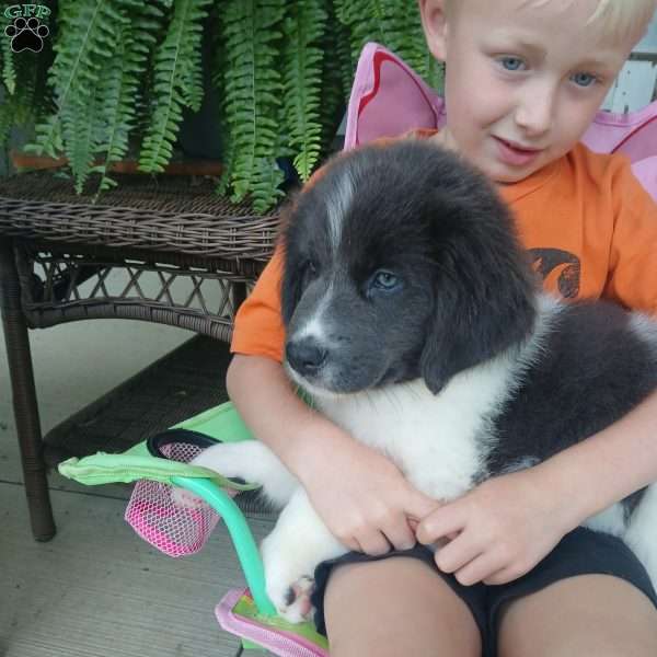 Peaches, Newfoundland Puppy