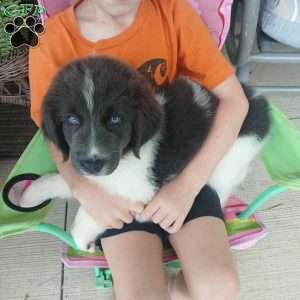 Peaches, Newfoundland Puppy