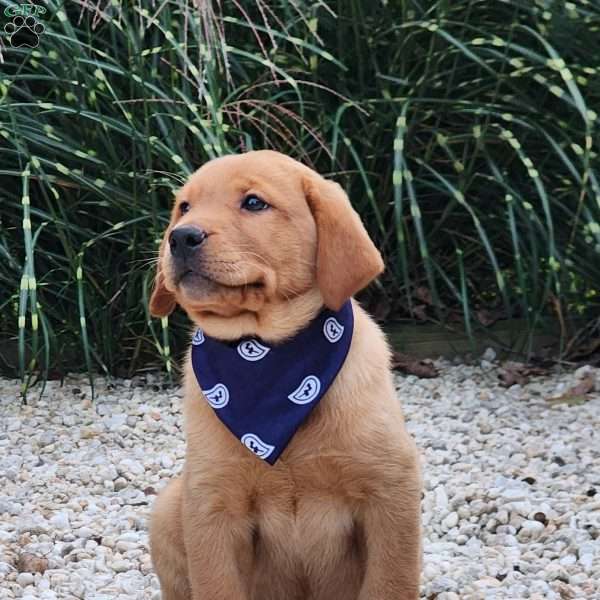 Jasper, Fox Red Labrador Retriever Puppy