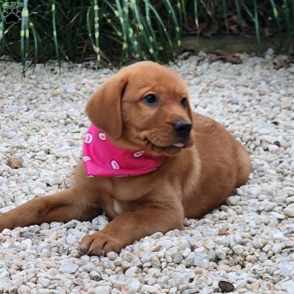 Julia, Fox Red Labrador Retriever Puppy