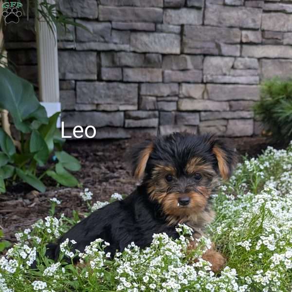 Leo, Yorkie Puppy