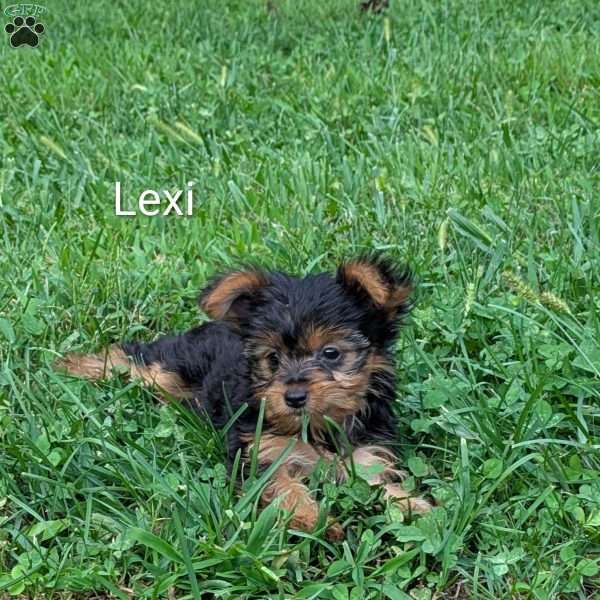 Lexi, Yorkie Puppy