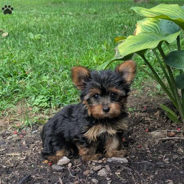 Lacey, Yorkie Puppy
