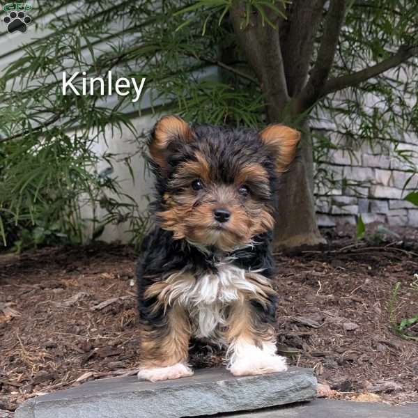 Kinley, Yorkie Puppy