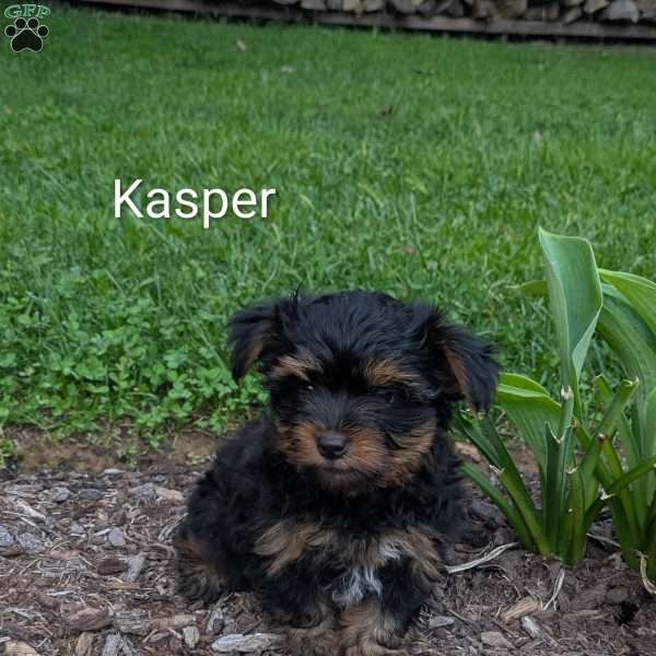 Kasper, Yorkie Puppy
